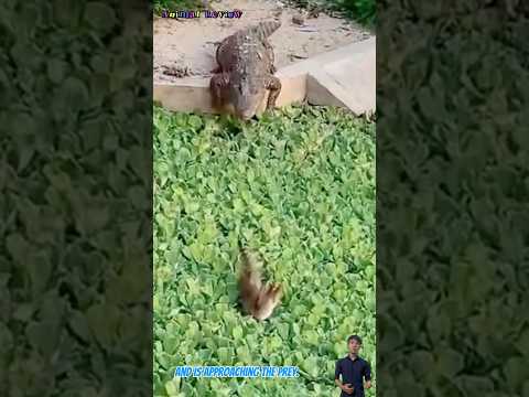 Con mèo đã rơi vào chuồng cá sấu bà đang tìm cách thoát thân #animals