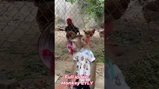 Monkey Lyly brings food to the chickens #shorts #youtubeshorts #cutefunny