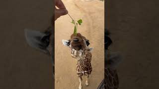 Find someone that looks at you the way Kicheko looks at snacks 🌿🧡🦒