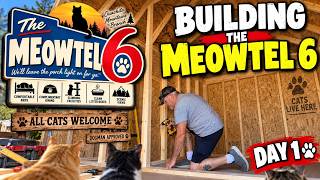 They Were Feral Kittens… Now They’re Getting a House