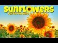 Sunflower Facts and Trivia