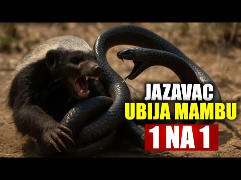 Verovali ili ne OVO Je Najjaca Zivotinja na Svetu