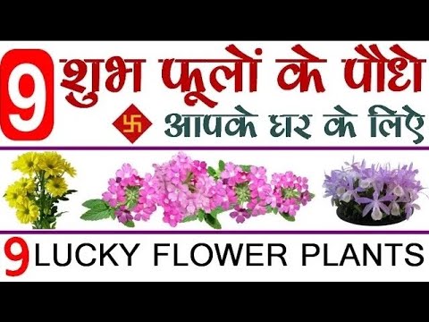 9 शुभ फूल के पौधे आपके घर के लिये || 9 Lucky Flowery Plants  for Home || Lucky Plants