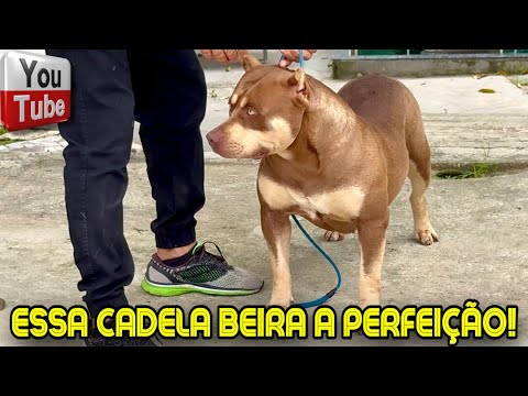 👌 ESSA CADELA BEIRA A PERFEIÇÃO!