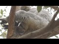 Koala Behavior and Biology