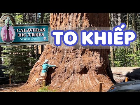 RỪNG CÂY TO KINH KHỦNG TẠI CALAVERAS BIG TREES Ở CALIFORNIA