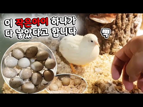 미니메추리아시나요? 한마리만 키워도 이렇게 늘어난다는게 진짜였습니다 ㄷㄷ