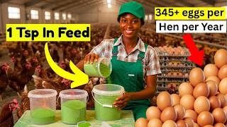Hens Started Laying NON-STOP After ADDING This Natural Leaf Powder OVERNIGHT in Their FEED (AZOLLA)