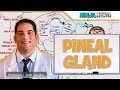 Melatonin and Pineal Gland Functions