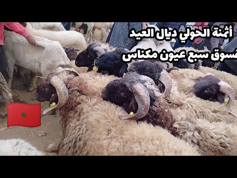 أثمنة الحولي ديال العيد فسوق سبع عيون مكناس 12/5/2024, الخروف ديال الدرويش و المليح موجود