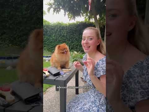 Taglio il pelo al mio cucciolo di Pomerania