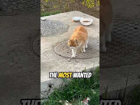 This cat is for the streets
