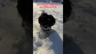 Three-Legged Penny in the snow (with sweater) #threeleggeddog