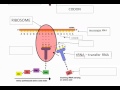 Exploring Transcription and Translation in IB Biology