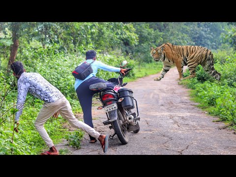 tiger attack man in the forest | tiger attack in jungle, royal bengal tiger attack
