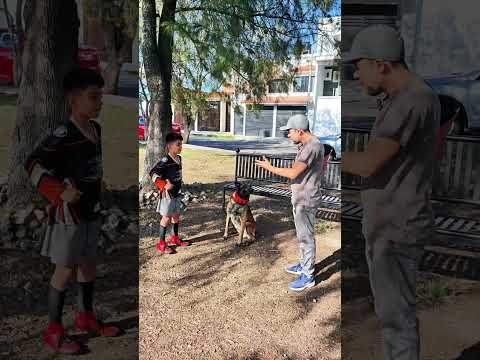 S3cuestr4d0r vs Malinois 😱🔥 #perros #mascotas #malinois #educacioncanina #entrenamientocanino