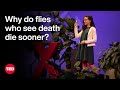 Impact of Sensory Perception on Lifespan