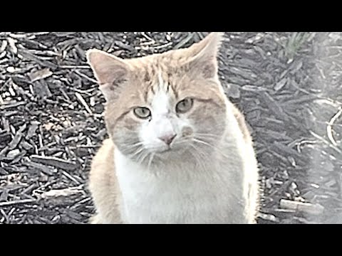 Woman gets big surprise at door after losing her cat