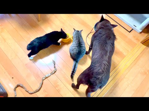 猫の後ろに大きなヘビ置いてみると。。