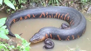 Stunning Anaconda Found with Unique Orange Markings