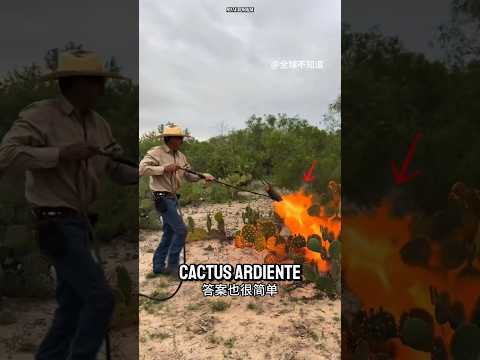 ¿Por qué los granjeros queman cactus...? La respuesta te sorprenderá
