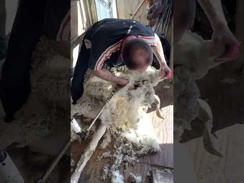 Check out this Stud Ram 🐏 (Full Video)