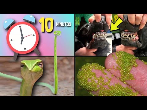 30 COISAS QUE VOCÊ NÃO SABIA EM 10 MINUTOS ⏰🤨[211]