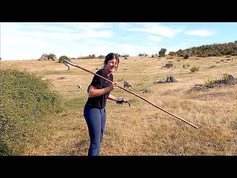 Hoy he tenío un percance con una oveja, me la ha liao la cabrita