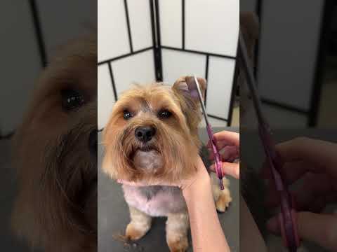 Is he the goodest boy? 🐶 #yorkie