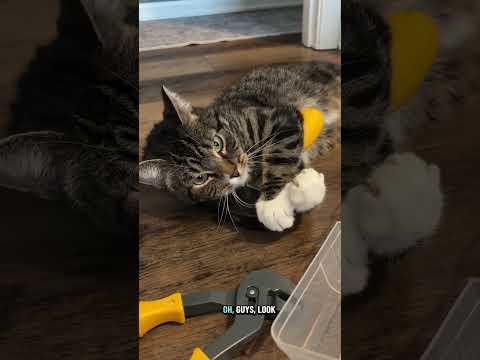 To whoever sent this THANK YOU! This is so awesome!! #catwheel #cattoys #cats