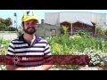 Urban Agriculture and Gardening Insights