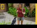 Behavioral Training and Intelligence in Ravens