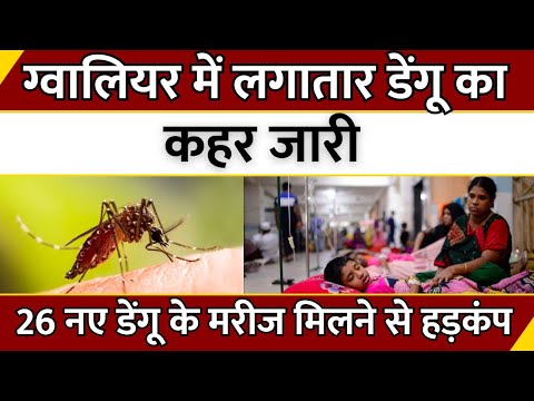 Madhya Pradesh News : Gwalior में लगातार Dengue का कहर जारी...26 नए Dengue के मरीज मिलने से हड़कंप