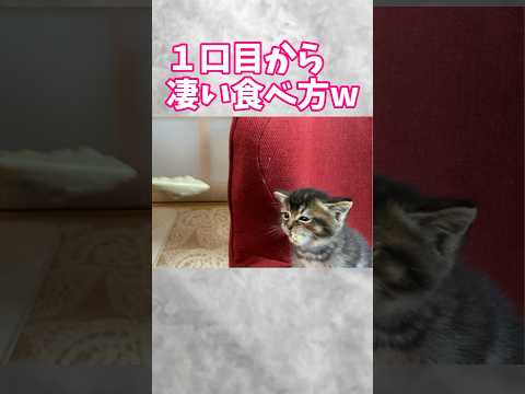 はじめてのメシウマーがすでに大物感✨️