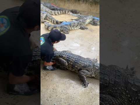 #crocodile #4345