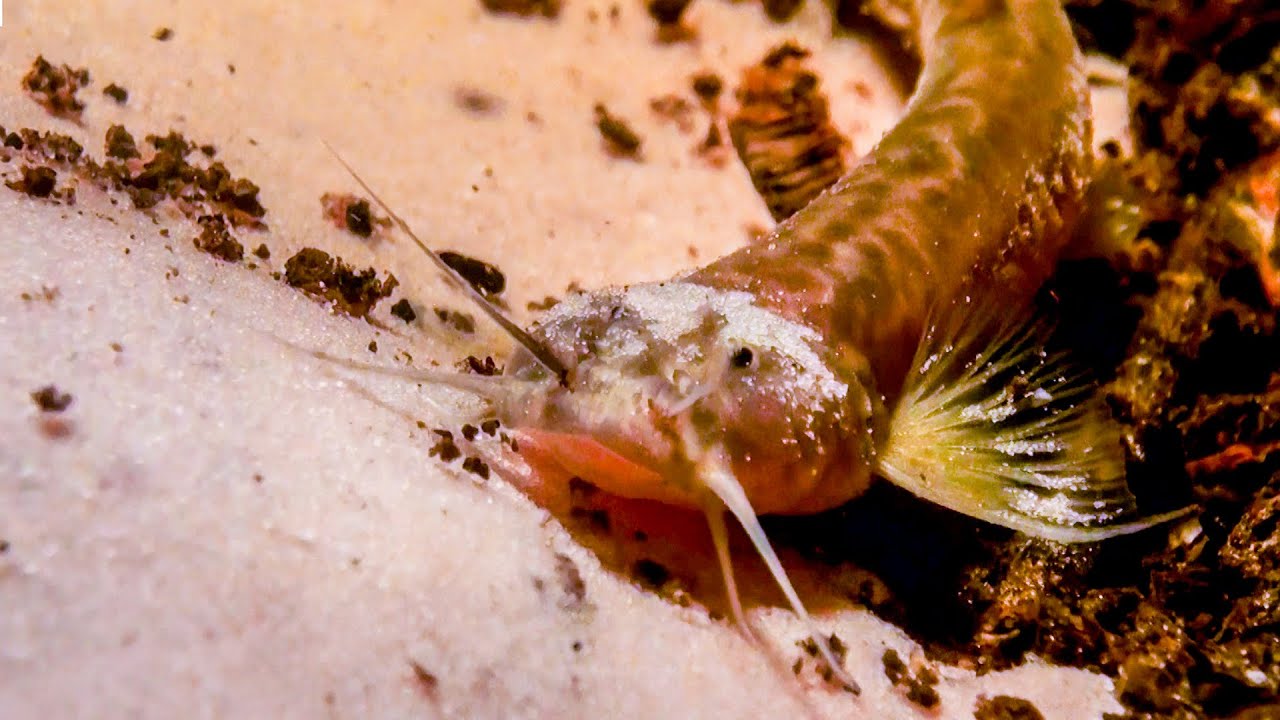 Pink Catfish Discovered In Mountain Cave The Dark: Nature's Nighttime World BBC Earth