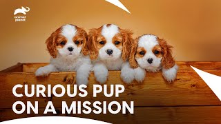 Spaniels and Dalmatians Light Up the House | Too cute S2 EP5 | Animal Planet