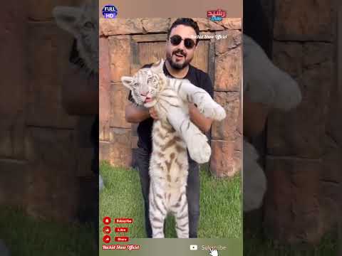 هل تتذكرون هذه النمور الصغيرة التي حملها الاعلامي رشيد العلالي بين يديه شاهدوا حجمهم الآن #shorts
