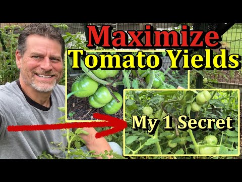 How to Maximize Tomato Fruit Production/Yields & Plant Growth (It is NOT Pruning)