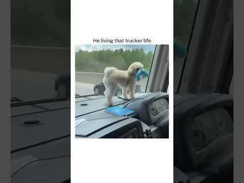 Puppy on dashboard @globalpetsclinic
