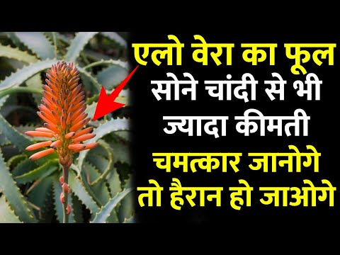 एलो वेरा का फूल छोड़ना मत, सोने चांदी से भी कीमती, तुरंत तोड़ लेना दुनिया आपके इशारे पर नाचेगी