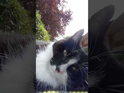 Bahnhof wird blockiert #gartenbahn #gardenrailway #cat #lgb