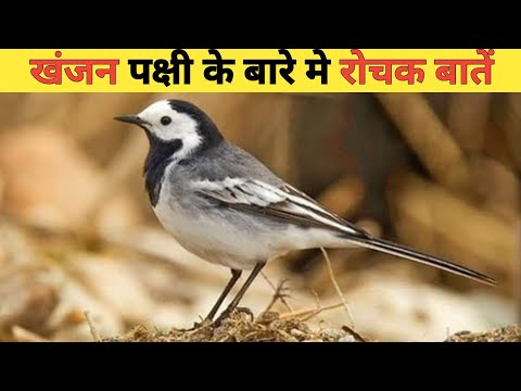 खंजन पक्षी के बारे मे रोचक बातें | Interesting Facts About Wagtail Birds 🕊️