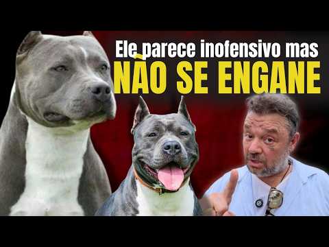 O AMERICAN STAFFORDSHIRE TERRIER COMO VOCÊ NUNCA VIU! 😱