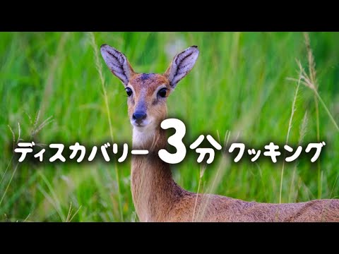 ディスカバリー3分クッキング | シカの丸焼き (ディスカバリーチャンネル)
