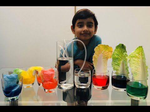 Walking Water | Capillary Action and Siphoning Phenomenon | DIY experiments for kids - YouTube