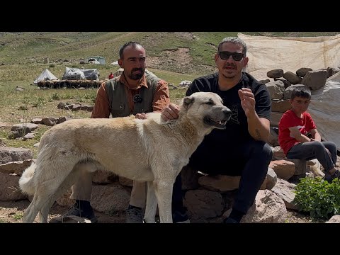 MOR KOYUN TV ERDAL’A KANGAL HEDİYE ETTİK ! İKİ DOSTUNU KAYBEDEN GÖÇER ÇOBAN @MORKOYUNTV