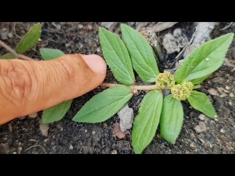 ESSA PLANTA VALE MAIS QUE (100 REMÉDIOS)