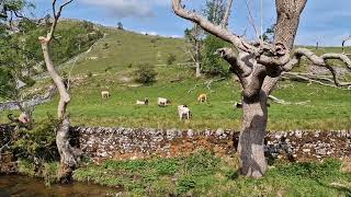 Malham Cove,Yorkshire Dales National Park,United Kingdom. Sheeps, cows and beautiful views from top