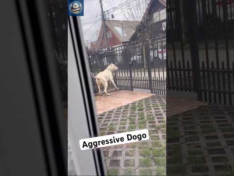 Aggressive Dogo Argentino Attacks With No Mercy!
